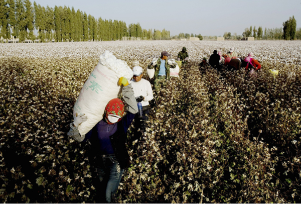  기업 공급망 이슈가 불거지면서 중국발 면화를 주로 사용하는 의류업계들도 공급망 점검에 나서야 한다는 우려가 나온다. /픽사베이