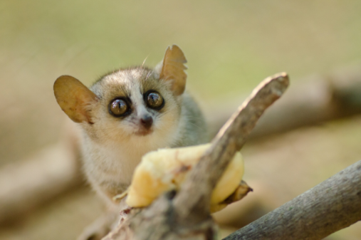 농부들이 조성한 숲에 산 멸종위기 여우원숭이 /출처=비욘드굿