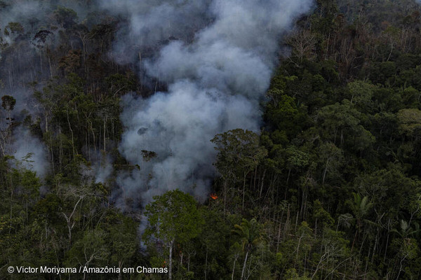 /그린피스 브라질