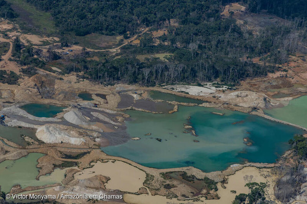 /그린피스 브라질