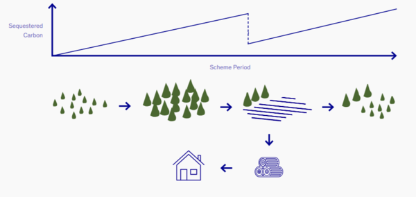 ﻿기후재난이 식림사업의 탄소격리에 끼치는 영향/ BeZero Carbon