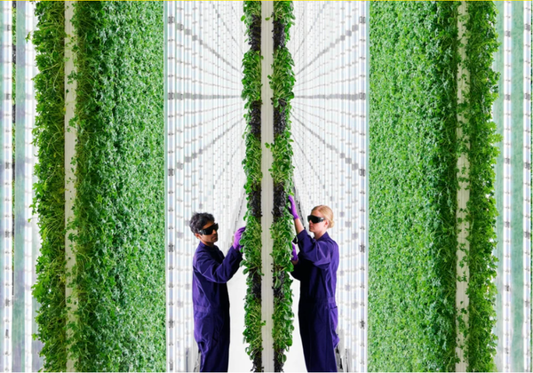 플랜티는 세계에서 가장 투자를 많이 받는 농업 스타트업이다.