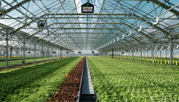 고담그린스는 옥상에 온실을 만들어 실내 농업을 한다.