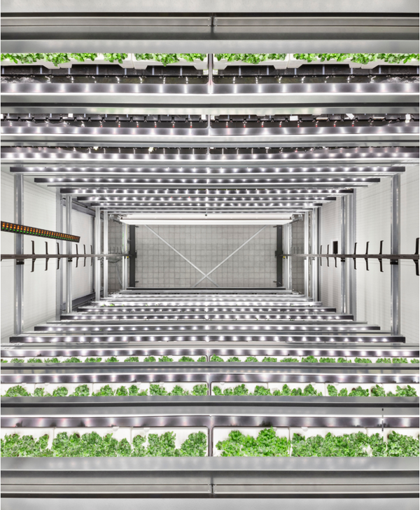 인팜은 독일의 농업 스타트업으로서 수퍼마켓 등에 최초로 수직농업시설을 설치한 기업이다.