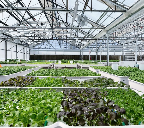 수직농업에 이어 실내 농업이 각광을 받고 있다. / 아이론옥스