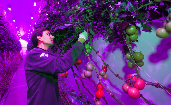 도시 농업을 주로 하는 플랜트랩은 샐러드 채소, 토마토, 허브, 오이 등을 주력으로 재배한다./ 플랜트랩