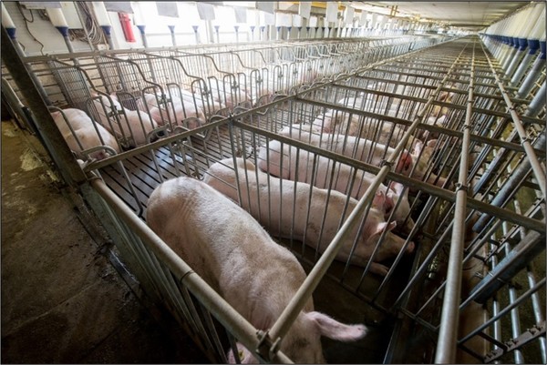 칼 아이칸이 맥도날드 주주들에게 서한을 보내 맥도날드의 비윤리적 행동을 지적했다./ 휴먼소사이어티