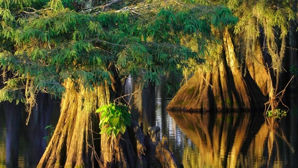 셰브론은 다양한 탄소 상쇄 프로젝트에 참여하고 있다. / 셰브론  