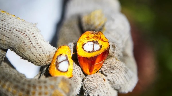 유니레버는 팜유를 대체하는 새로운 클렌징 제품의 원료를 공동개발 중이다/홈페이지