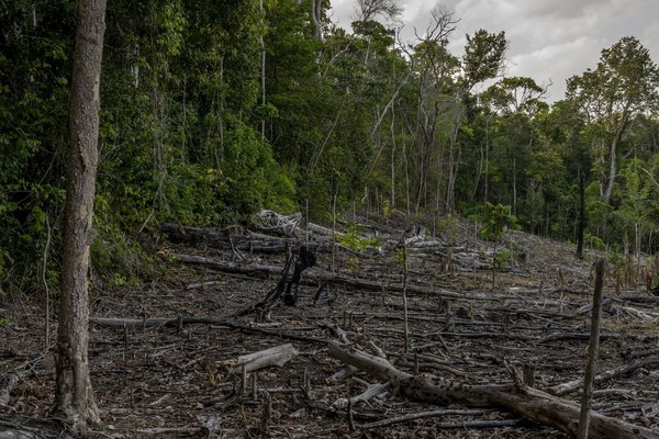 멕시코 코티틸라 지역의 나무. 이를 재조림하는 작업으로 BP는 탄소 오프셋을 얻을 수 있었다/블룸버그