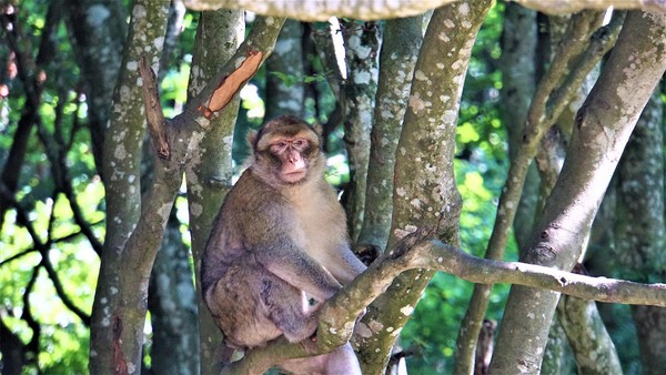숲은 생태계의 생물다양성과 지역사회의 주민들도 함께 살리는 역할을 한다./픽사베이