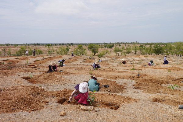 푸른 아시아는 몽골에서 여덟 곳, 미얀마에서 한 곳의 조림장을 운영하고 있다. 나무 심기는 토양의 온실가스 저장 능력을 활성화하고 지역 생태계를 함께 살리는 기능을 가지고 있다./푸른 아시아 홈페이지