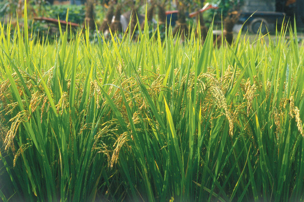 중국에서 농업 부문의 메탄 배출량 감축을 위해 다양한 시도를 진행하고 있다./ gettyimagesbank