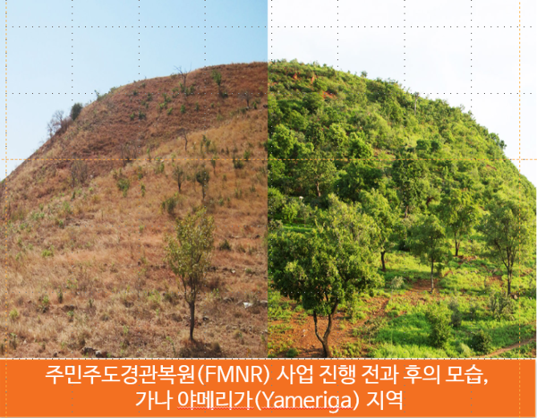 주민주도경관복원 사업으로 가나 야메리가 지역에 숲이 돌아왔다.