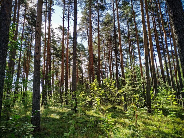 블룸버그 그린이 26만 건의 탄소상쇄권 거래를 분석한 결과, 12년 만에 처음으로 감소한 것으로 나타났다./pexels