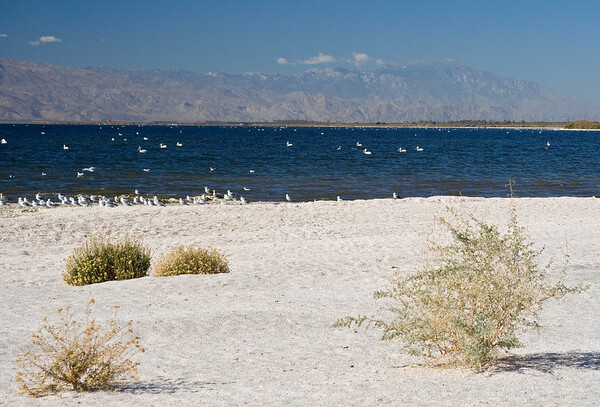 솔턴호는 미국 캘리포니아 주 남부에 위치한 염분 호수다./flickr