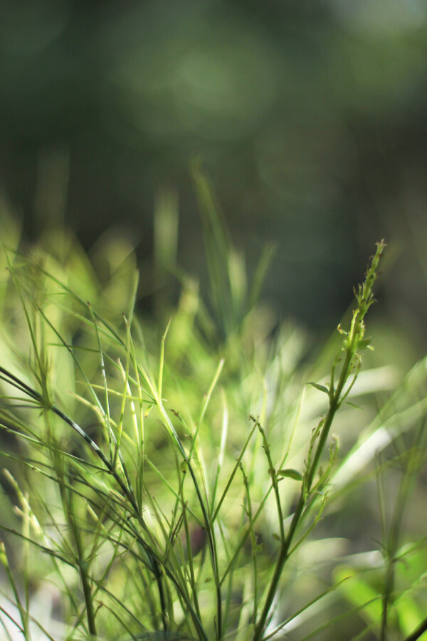  초원의 자생 풀 이미지./사진 출처 : vecteezy