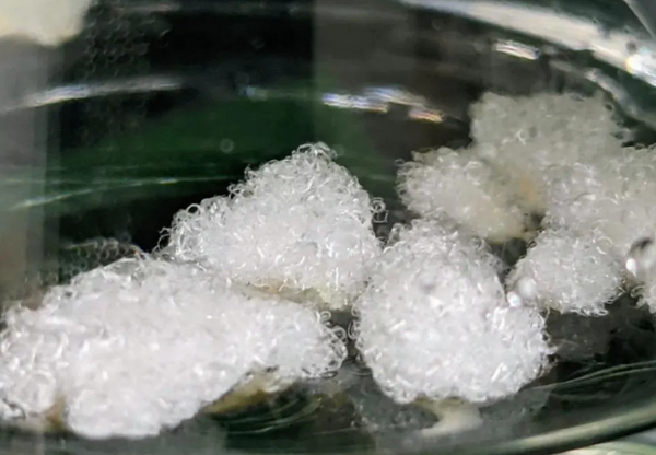 자라 모회사인 인디텍스(Inditex)가 지속가능한 투자 전략의 일환으로 미국의 지속가능한 농업 스타트업 갤리(Galy)의 지분을 매수했다고 밝혔다./갤리