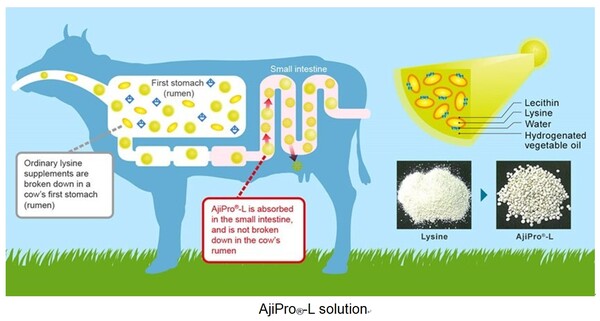  아지노모토의 아지프로 제품이 소의 소화기관에서 어떤 작용을 일으켜 메탄을 줄이는 지 설명하는 그림./홈페이지.