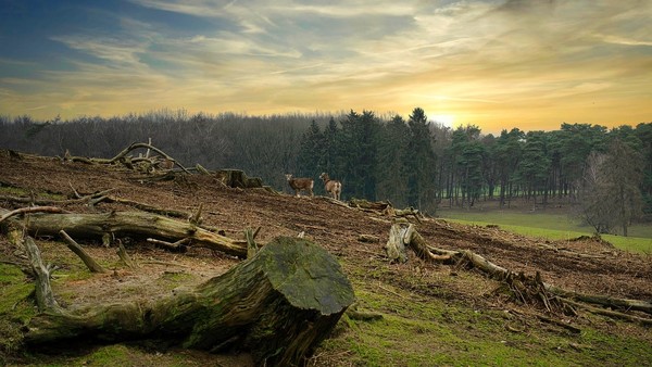 유럽연합 집행위원회가 글로벌 이해관계자들의 피드백에 따라 EU 산림전용방지법(EUDR) 시행을 12개월 연기한다고 발표했다./ 픽사베이