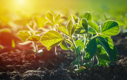 이미지=번지 글로벌(Bunge Global)