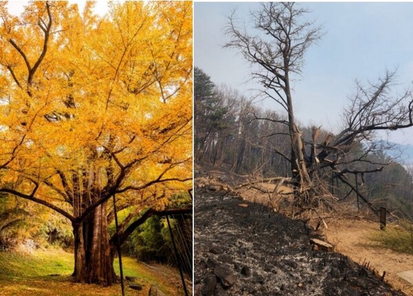 산불 전 하동 두양리 은행나무(좌) 산불로 소실된 하동 두양리 은행나무(우)/하동시